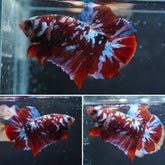 #4 (New Arrival) Red Koi Galaxy Plakat Betta Fish - High Quality Live Aquarium Male Betta Fish